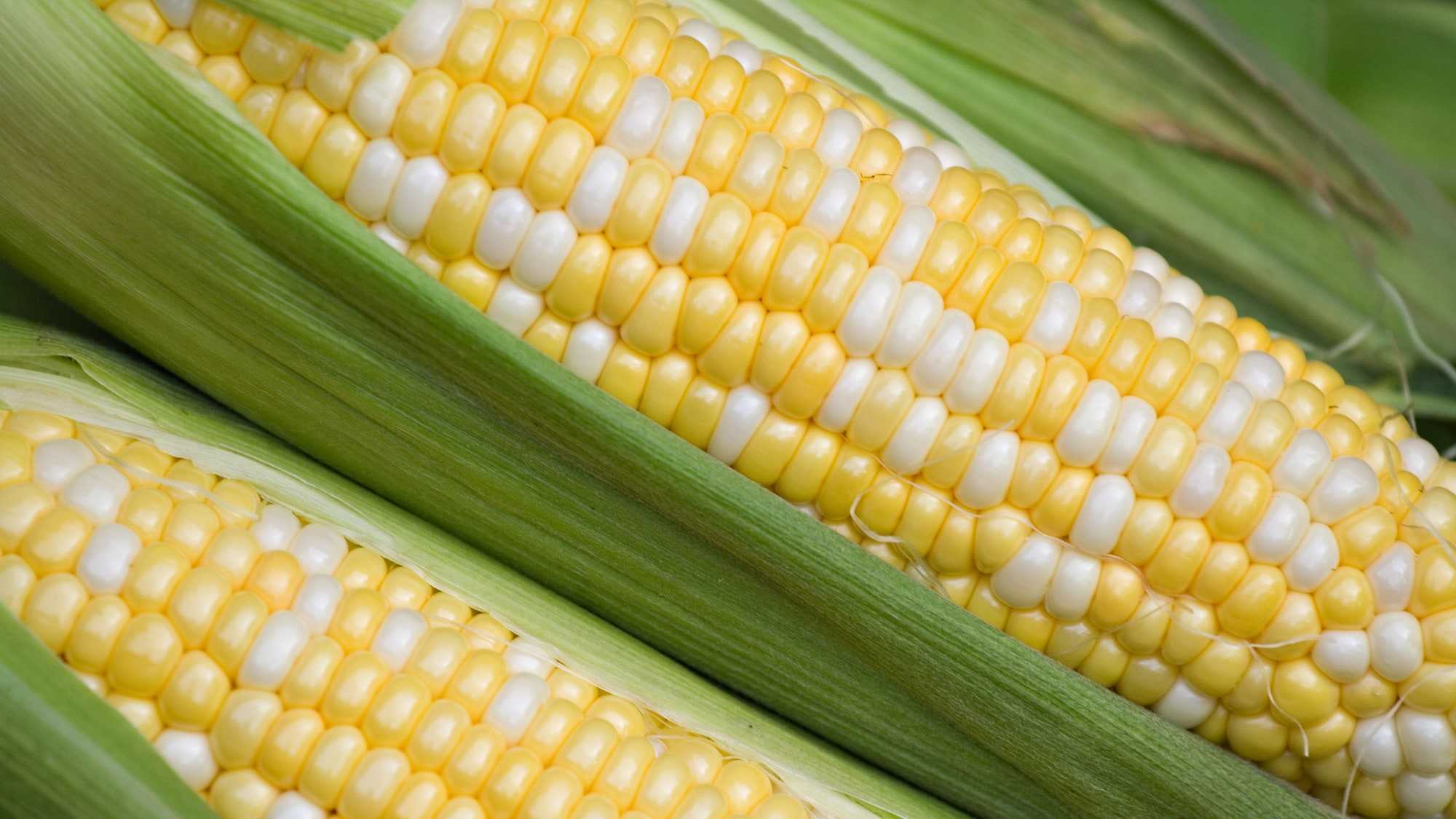 Война против ГМО имеет, скорее, экономические корни