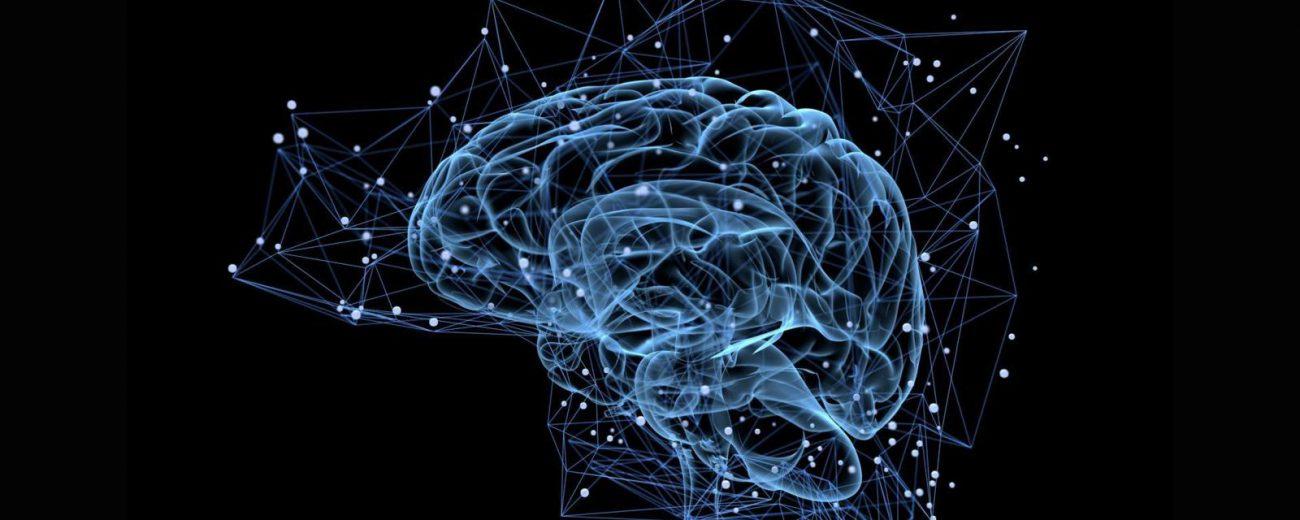 Как и зачем ученые выращивают искусственные мозги?
