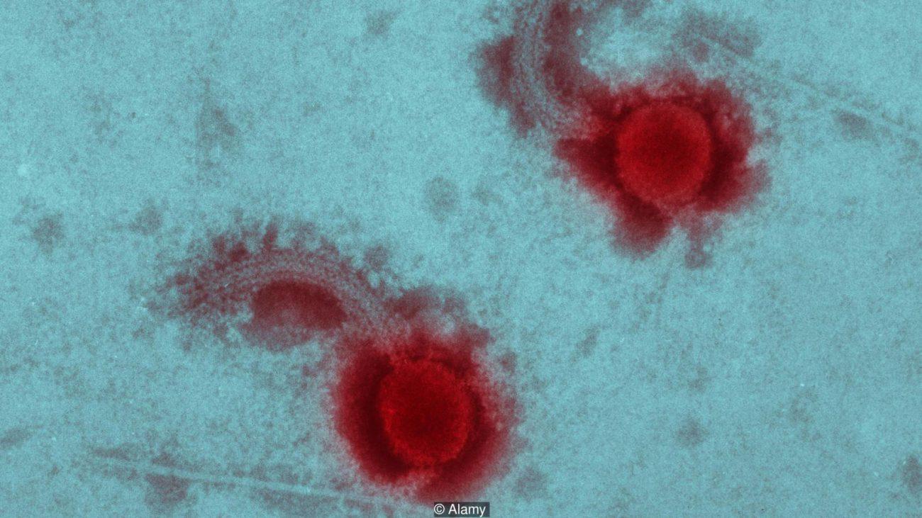 Бактериофаги: вирусы, которые могут спасти человечество