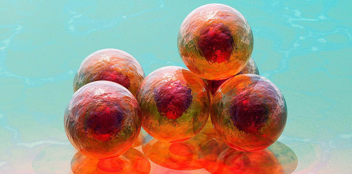 Ученые научились управлять развитием эмбриональных стволовых клеток