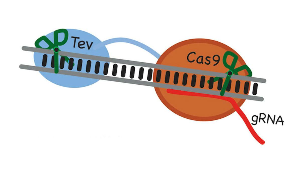 «Молекулярный LEGO» сделает технологию CRISPR полезнее