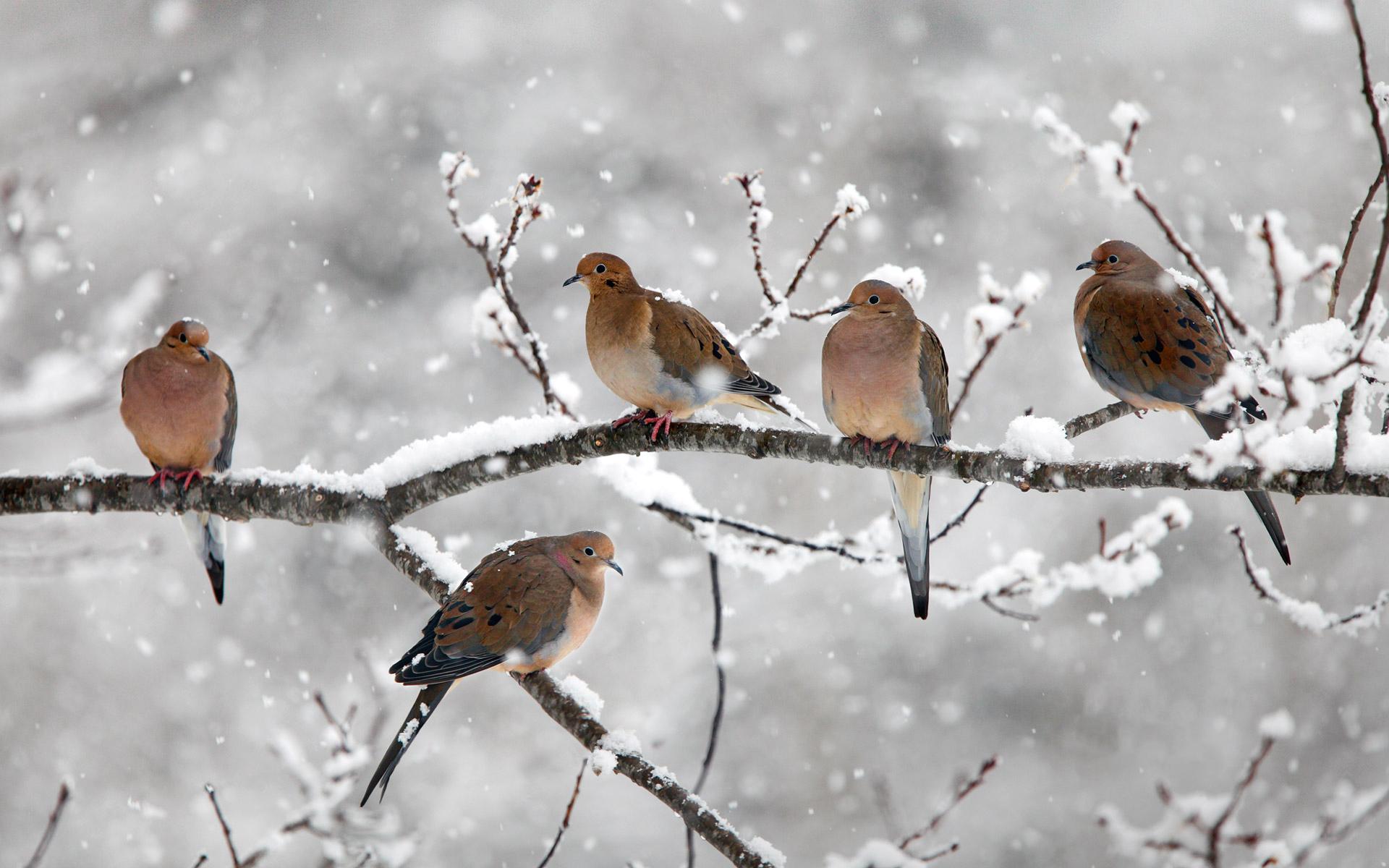Как правильно кормить птиц зимой: 5 советов бердвотчера