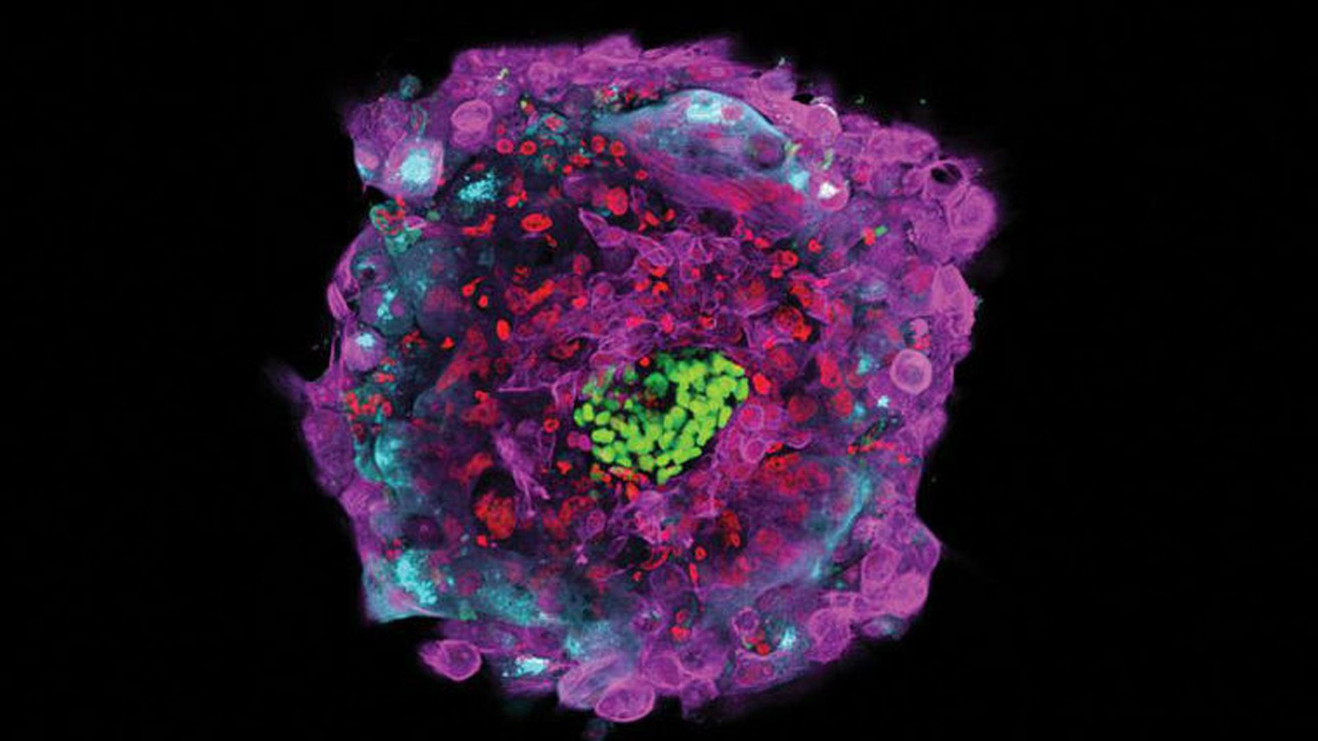 Исследователи стволовых клеток признали допустимыми эксперименты на эмбрионах человека после 14 дней