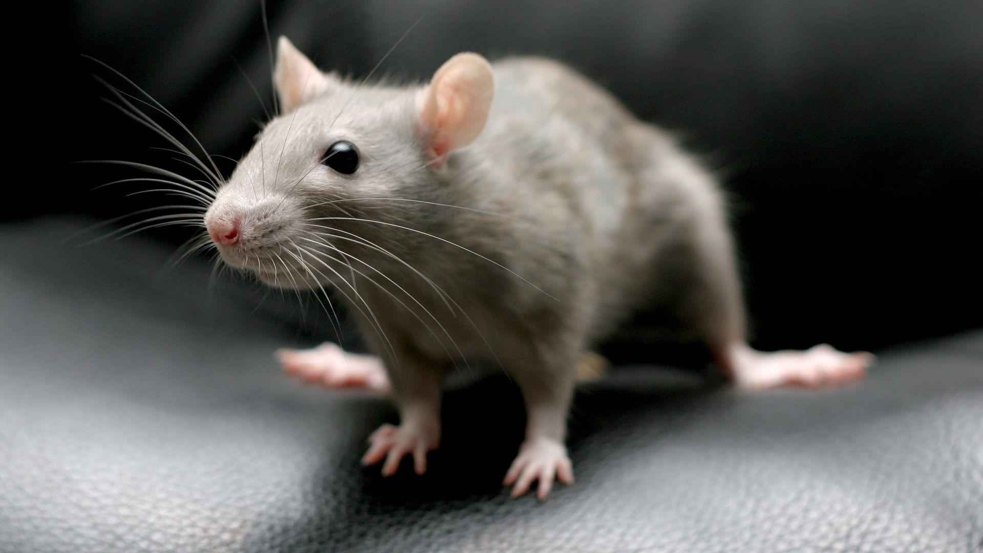 Как определить счастлива ли крыса? Нужно присмотреться к её ушам