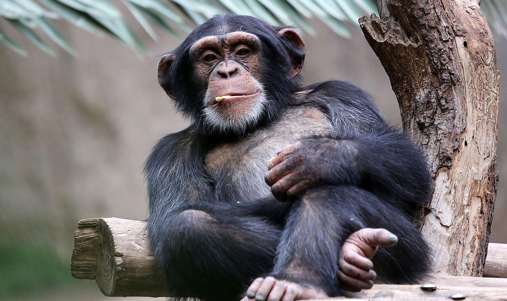 Война делает шимпанзе счастливыми