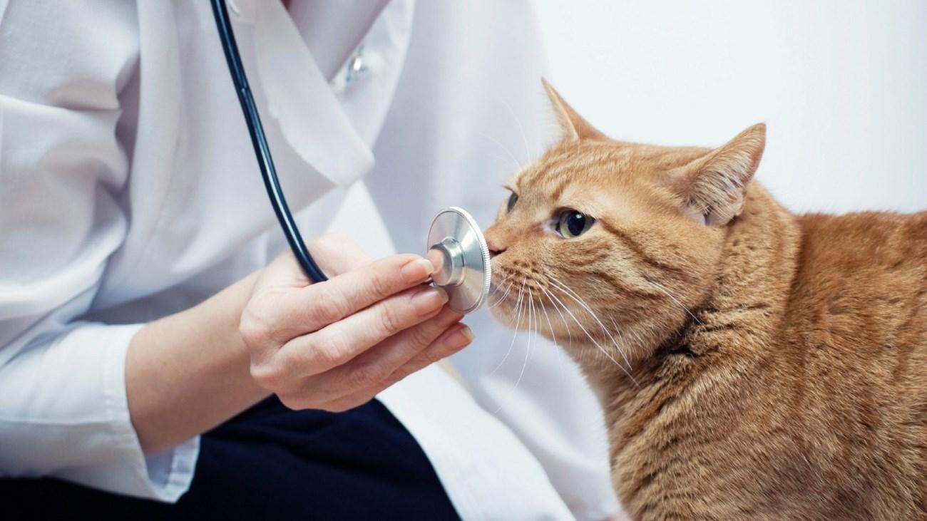 Может ли кошка заразить человека гриппом