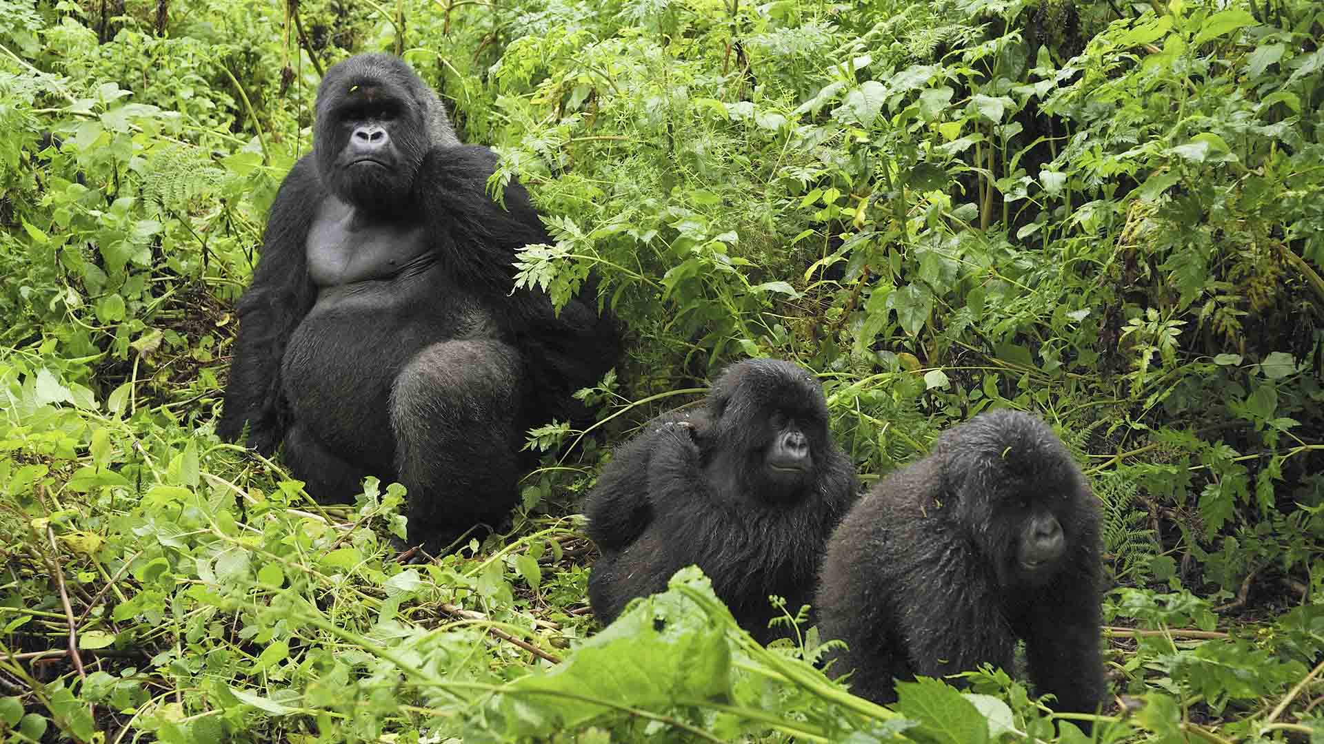 Горные гориллы способны нормально развиваться, даже если в раннем возрасте лишились матери