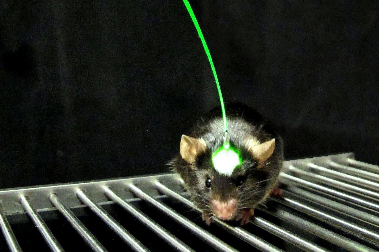 Разбудите во мне зверя: оптогенетика превратила мышей в хищников