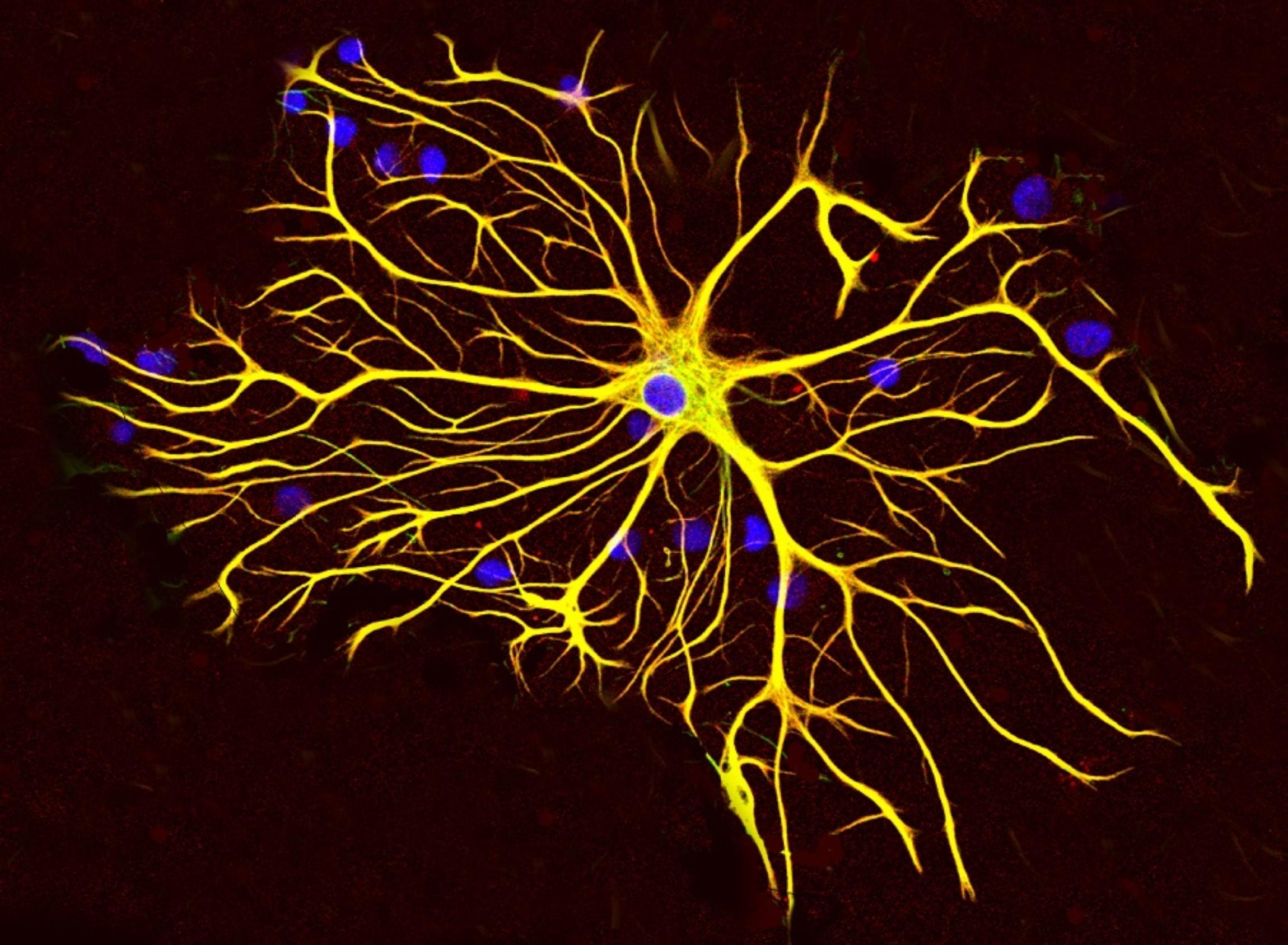 Нейронауки для всех: клетки нервной системы