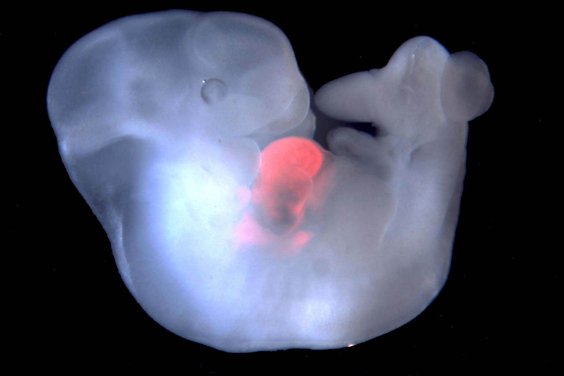 Учёные создали первый жизнеспособный эмбрион химеры человека и свиньи
