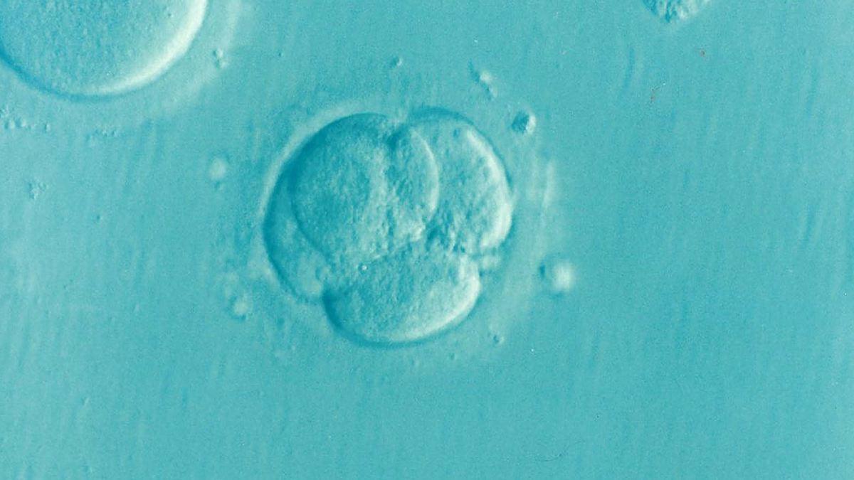 Эмбрион человека находится под вирусной защитой