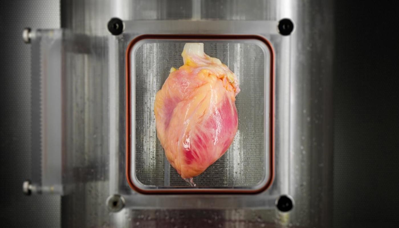 Учёные будут выращивать человеческие сердца из стволовых клеток