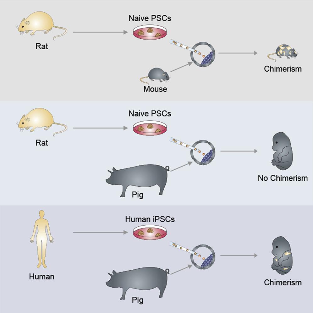 Ученые вырастили эмбрионы свиньи с человеческими клетками