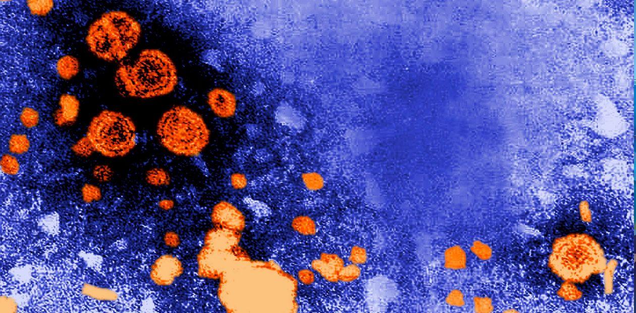 Неизвестный ранее человеческий вирус обнаружили в старых образцах крови