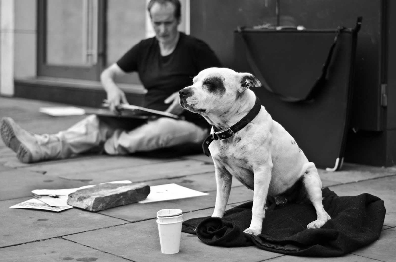 История о том, как бездомный завел собаку – и стал знаменитым художником