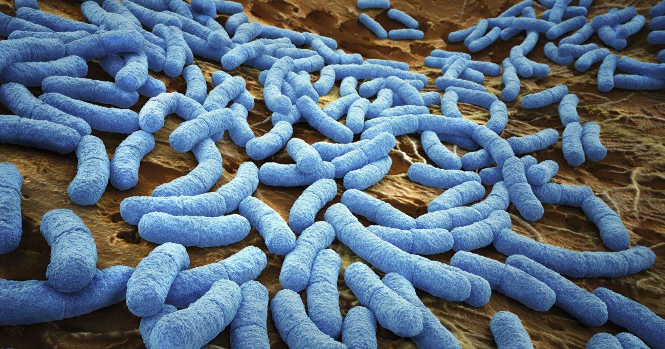 Бактерии помогают сохранить кожу здоровой