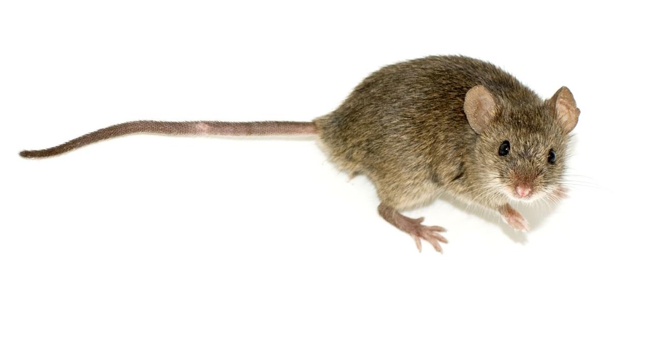 Разбудите во мне зверя: оптогенетика превратила мышей в хищников