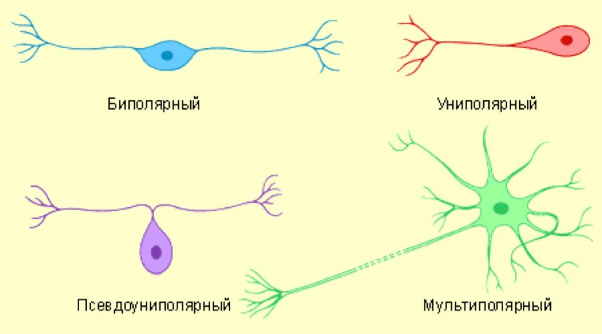 Нейронауки для всех: клетки нервной системы