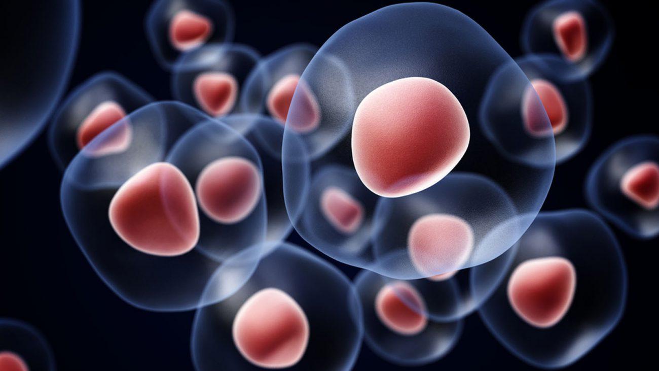 Стволовые клетки изменят медицину навсегда