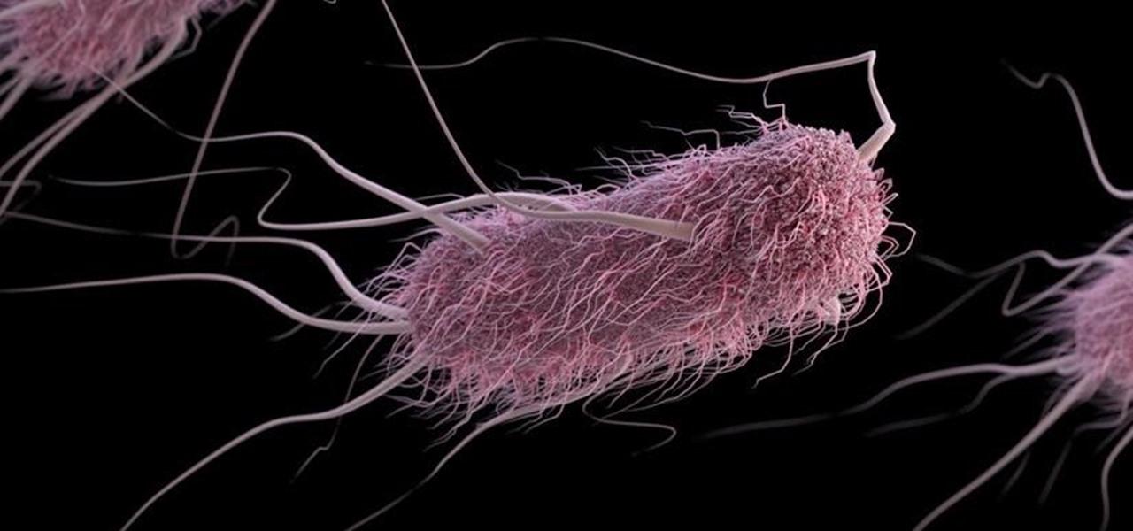 Биологи заставили бактерии работать на человека при помощи электричества