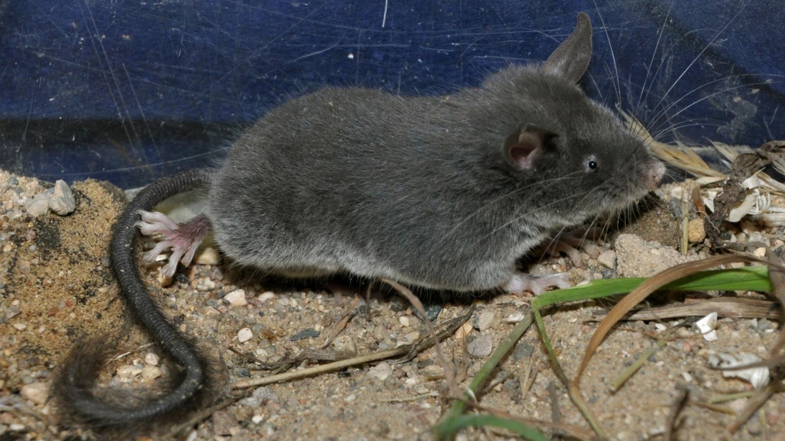 В московском зоопарке нашли мышь, которая пользуется эхолокацией