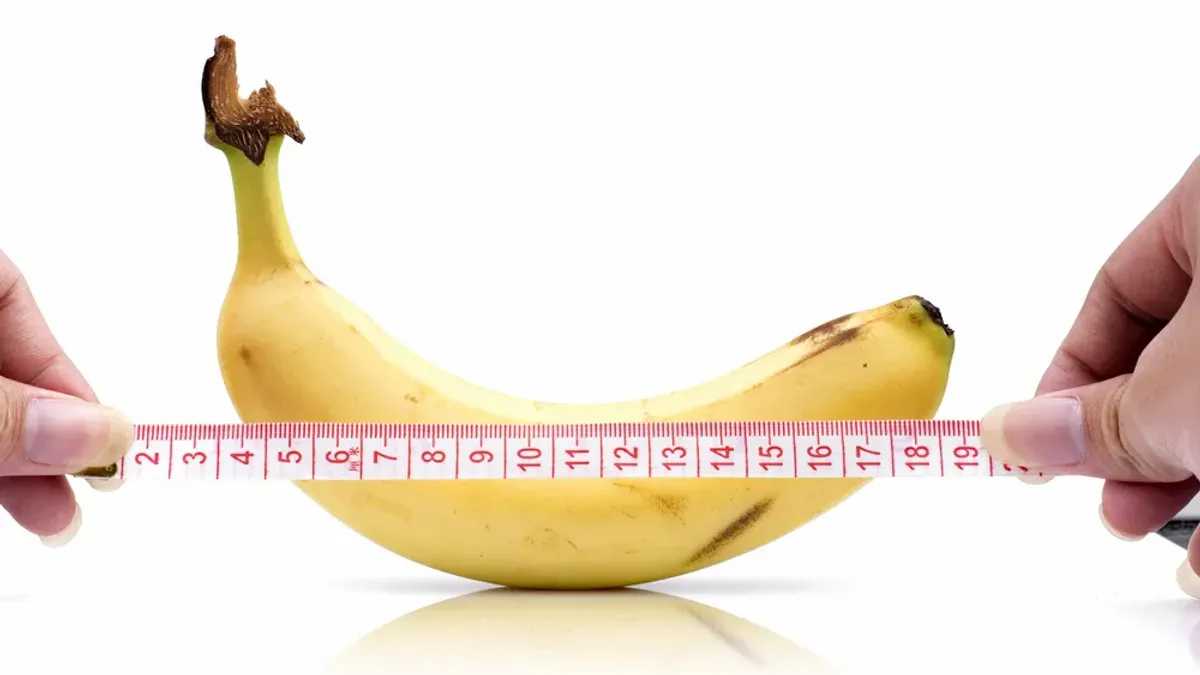 Средний размер пениса определен научно