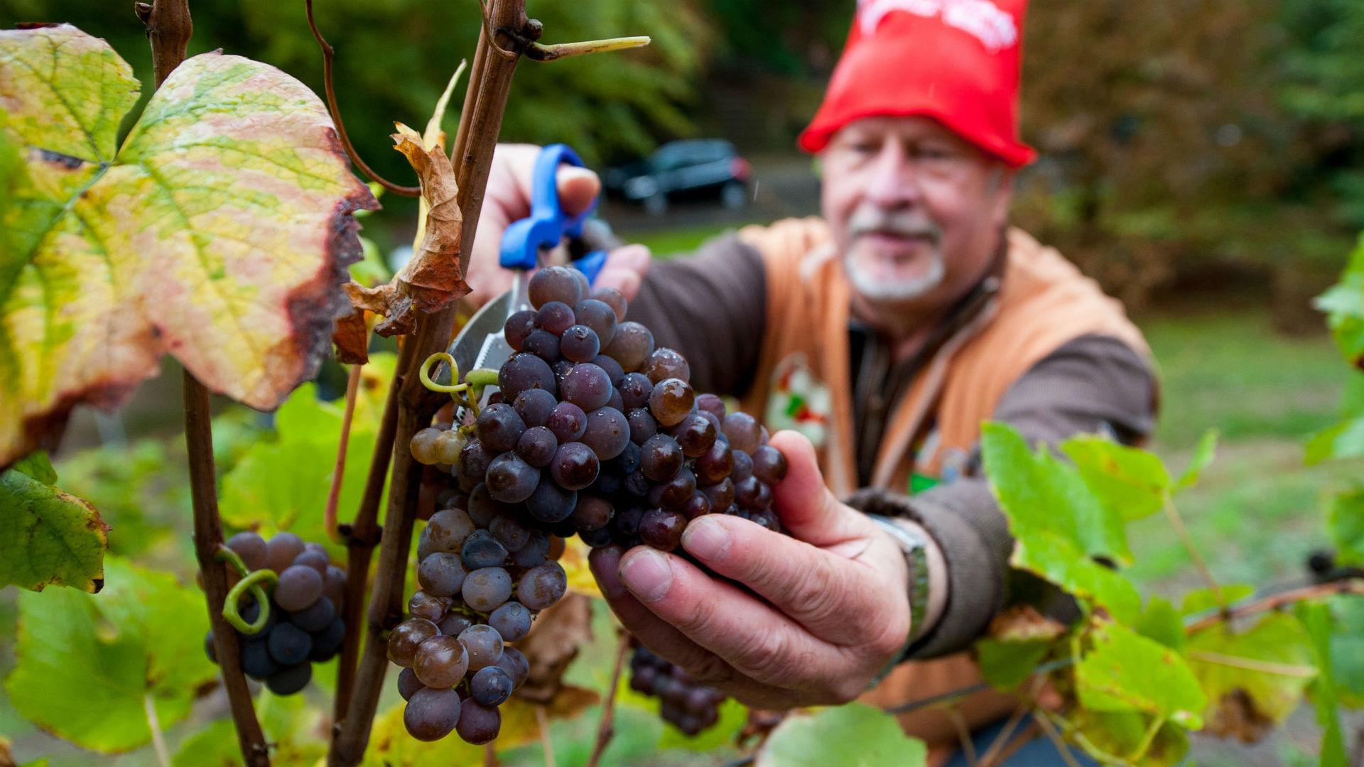 Две чашки винограда в день могут предотвратить болезнь Альцгеймера