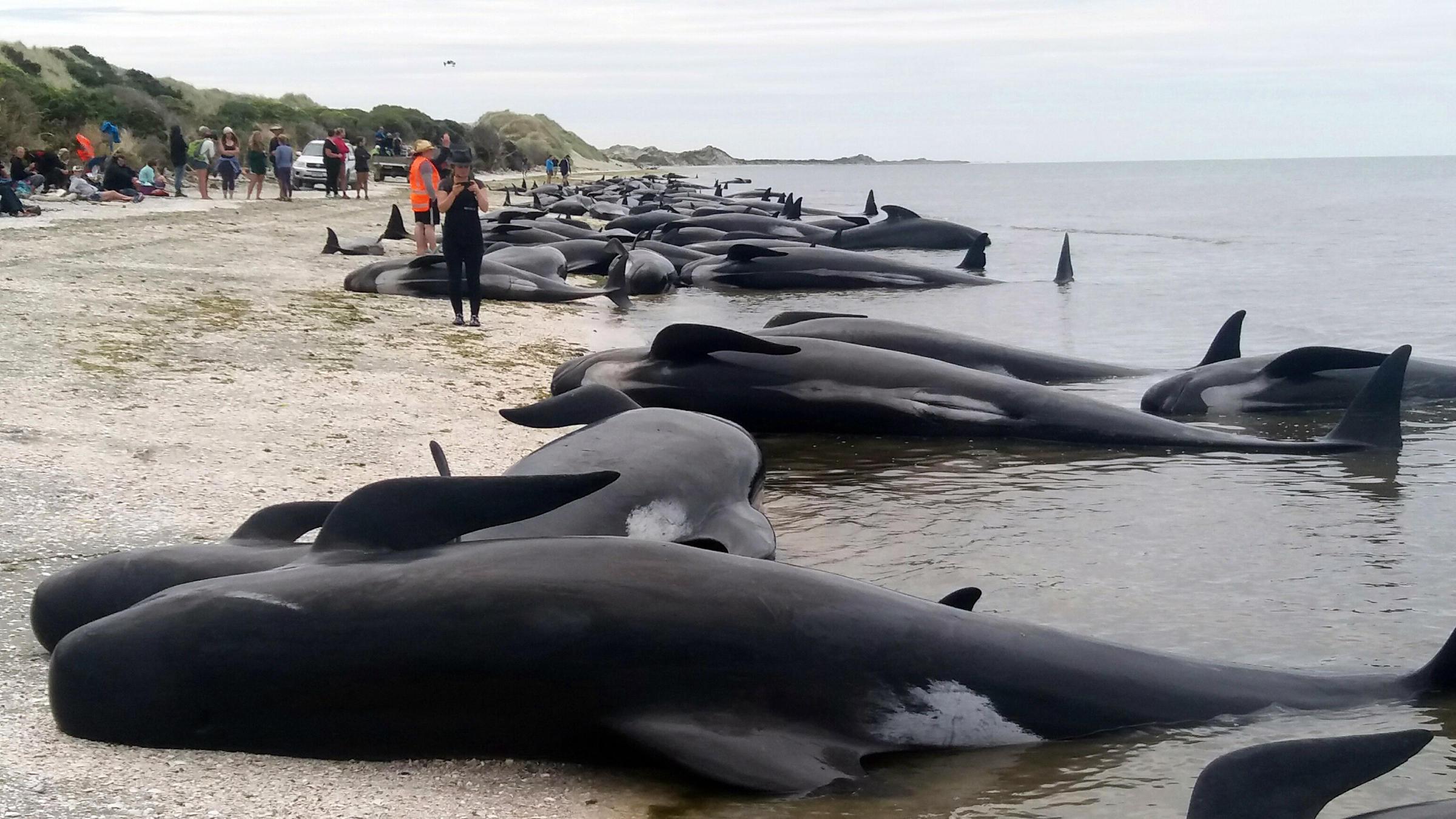 Сотни дельфинов выбросились на берег в Новой Зеландии