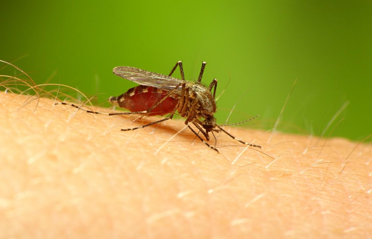 Вакцина от малярии почти готова