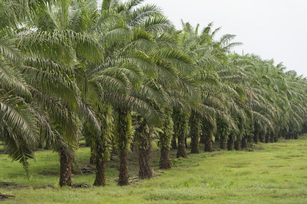Четыре мифа о пальмовом масле