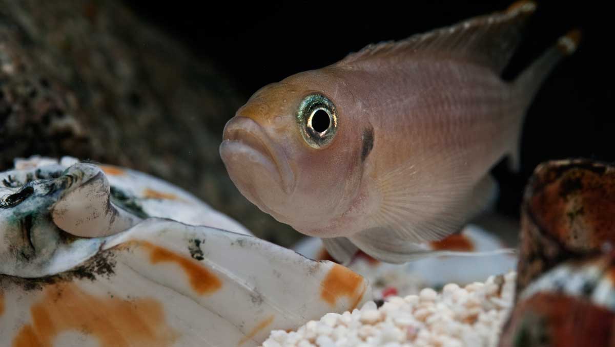 Самки рыбы-цихлиды могут отращивать себе яички
