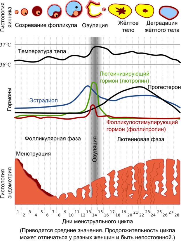 орган-на-чипе воспроизвел менструальный цикл