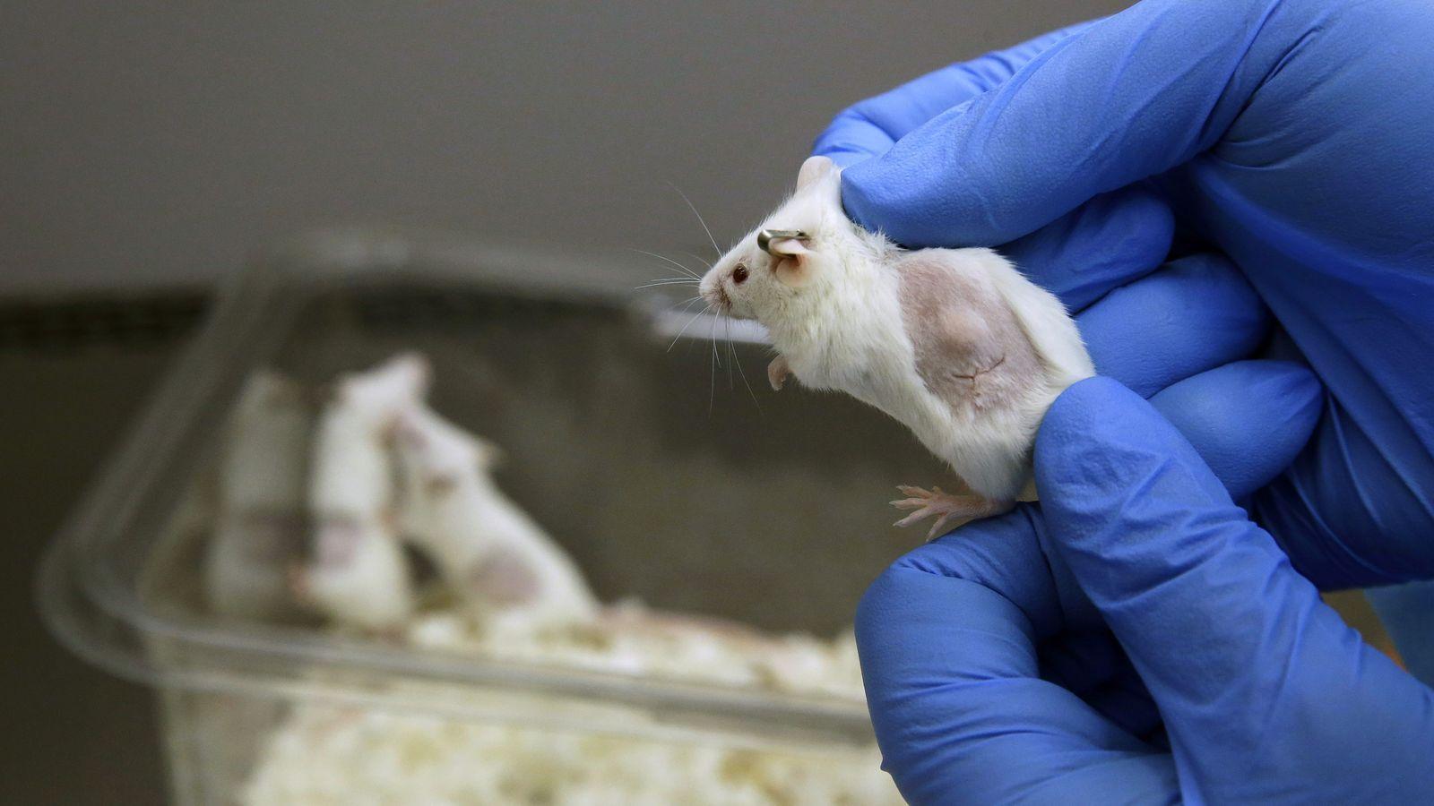 Мышиные аватары помогут подобрать индивидуальную терапию против рака