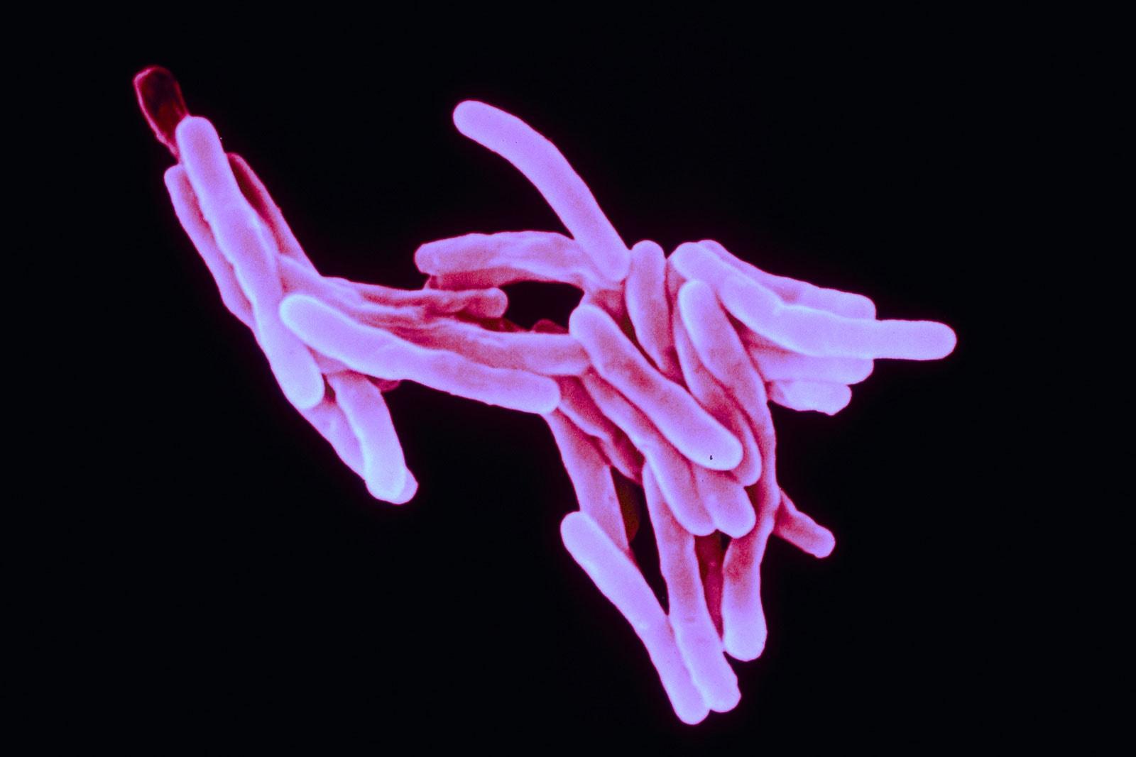 Бактерия туберкулеза