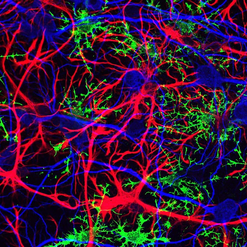 Служебные клетки мозга помогают узнавать новое