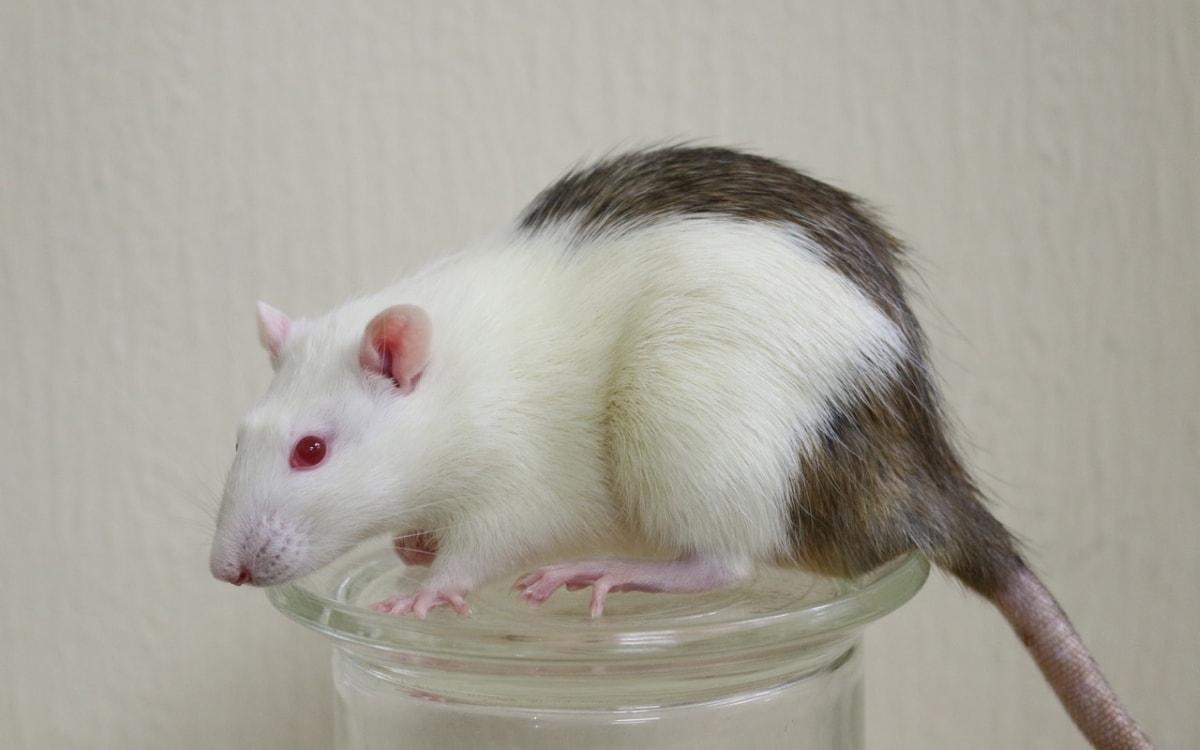 Мышь спасли от диабета, пересадив поджелудочную железу, выращенную в теле крысы