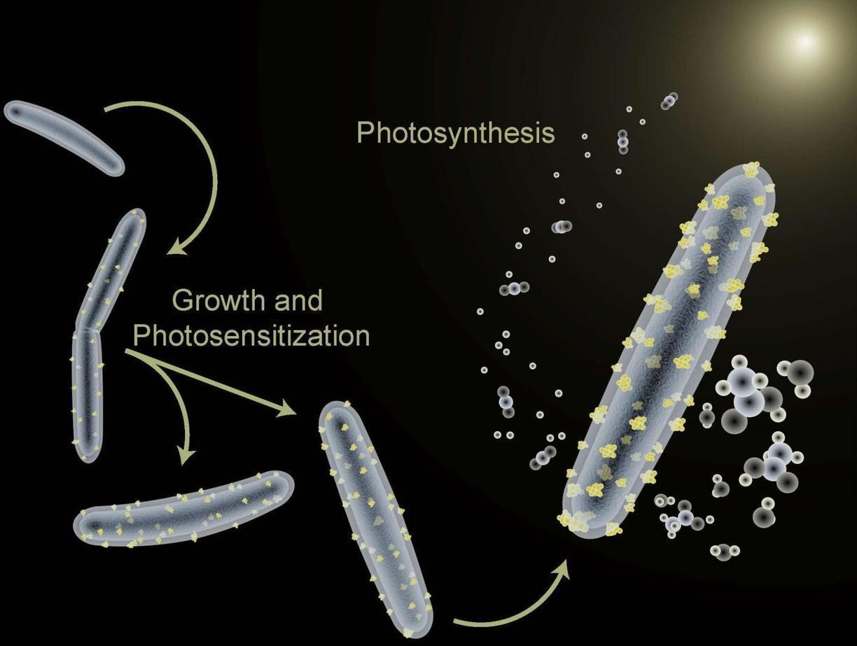 успехи промышленного фотосинтеза