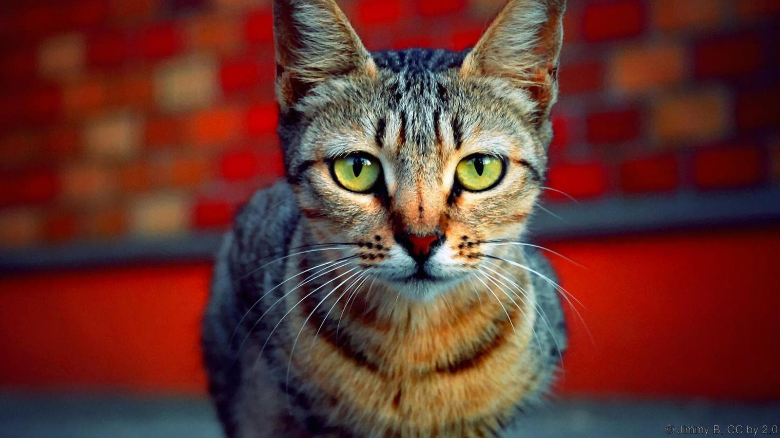 Доказана способность кошек распознавать выражение лица владельца