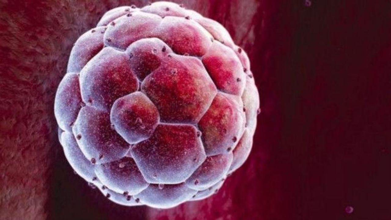 Исследования ученых о ранних стадиях эмбриогенеза