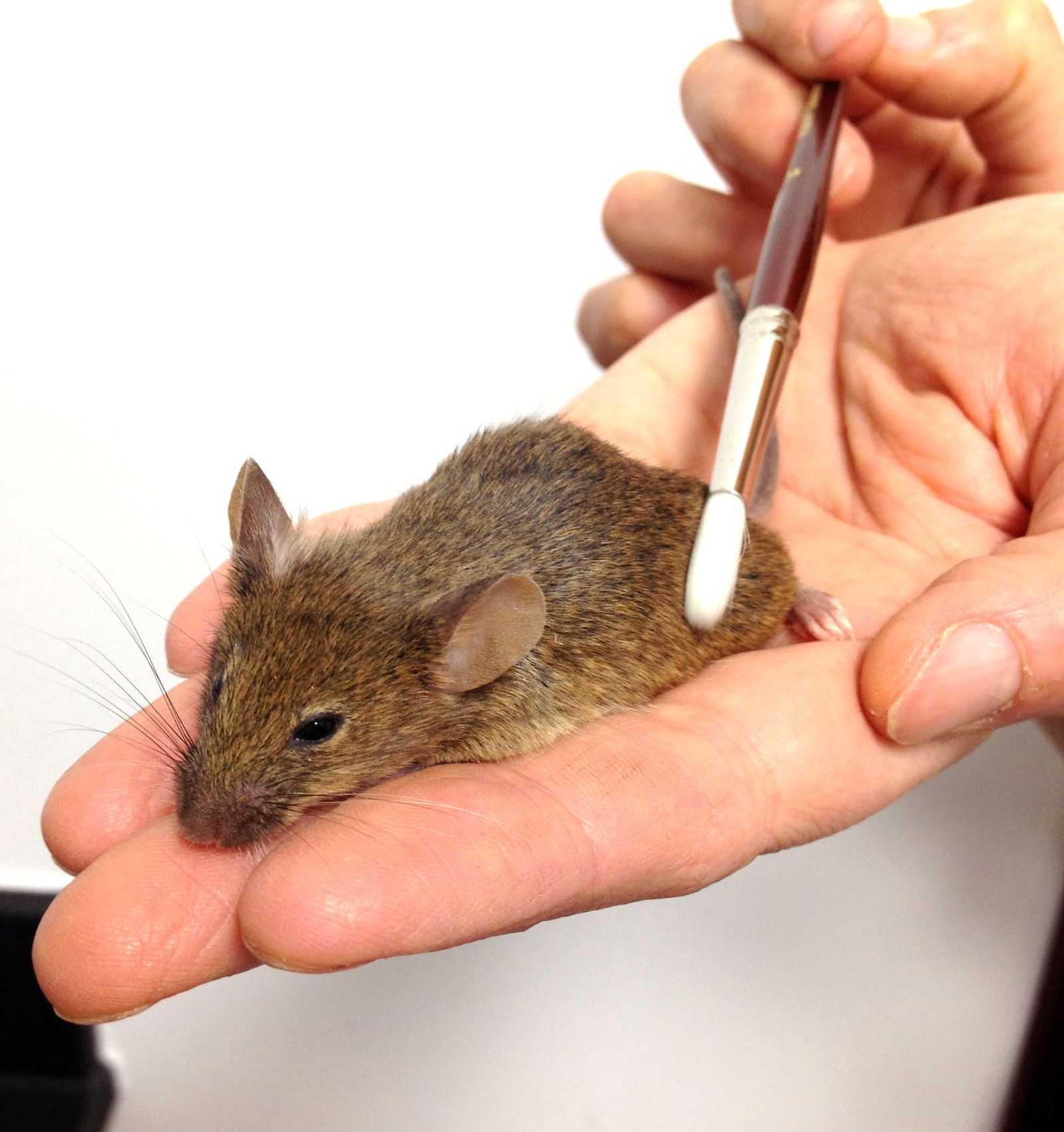 Учёные нашли в коже мышей клетки удовольствия