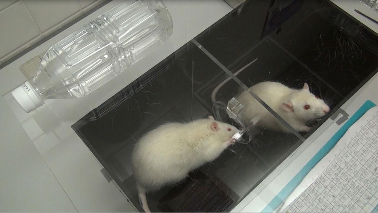 Крысы готовы пренебречь шоколадом ради спасения тонущего товарища