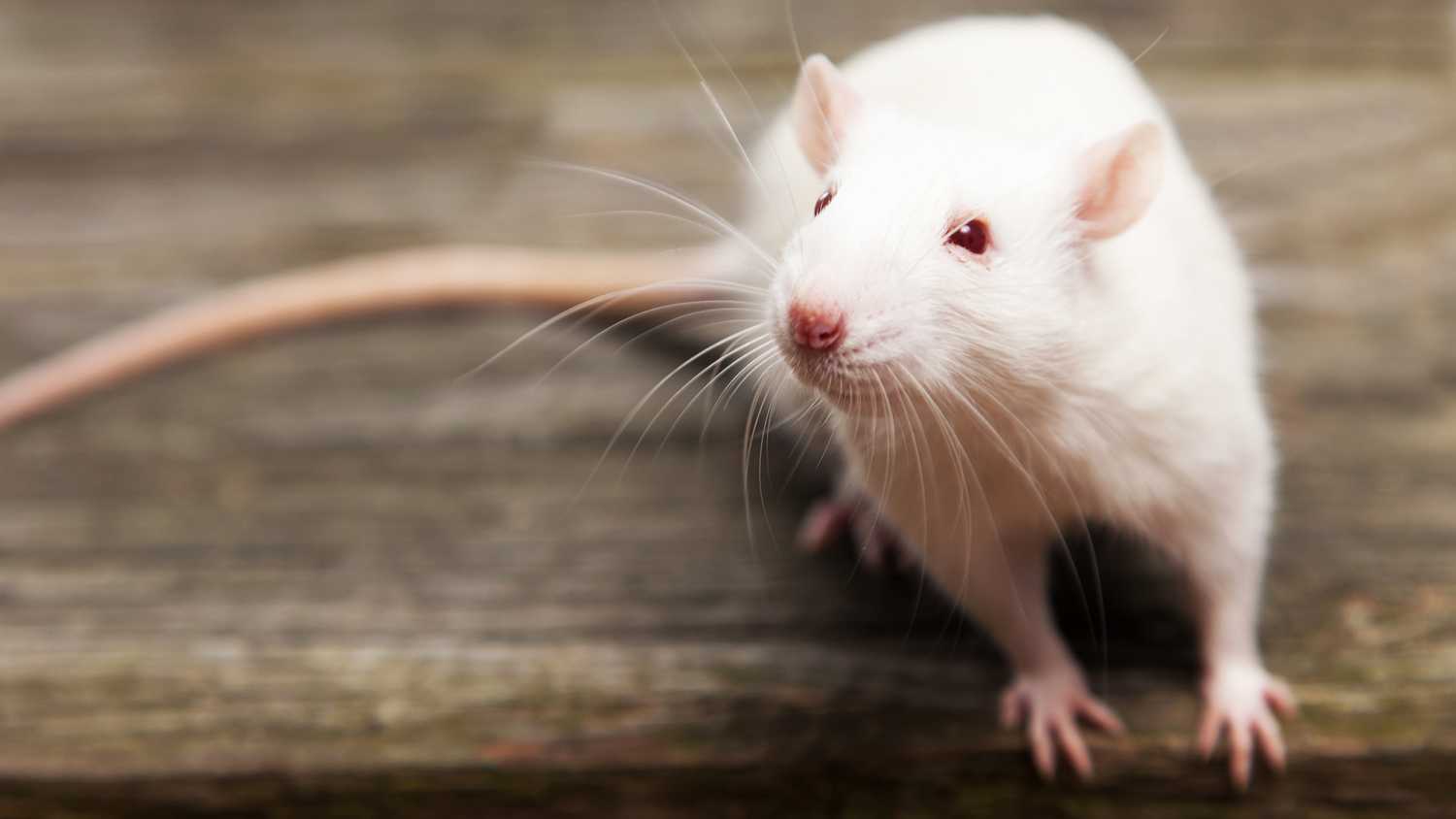Ученые создали очень сложную виртуальную модель части мозга крысы