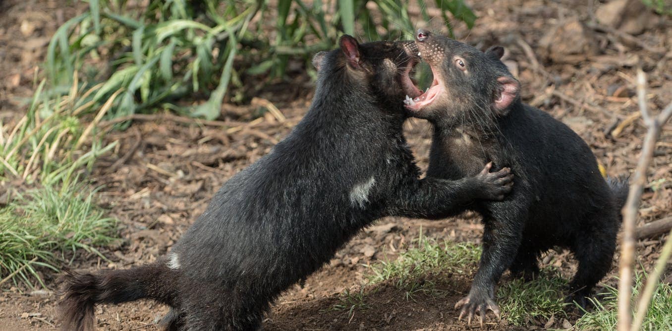 Тасманийские дьяволы очень быстро эволюционировали, чтобы избежать вымирания