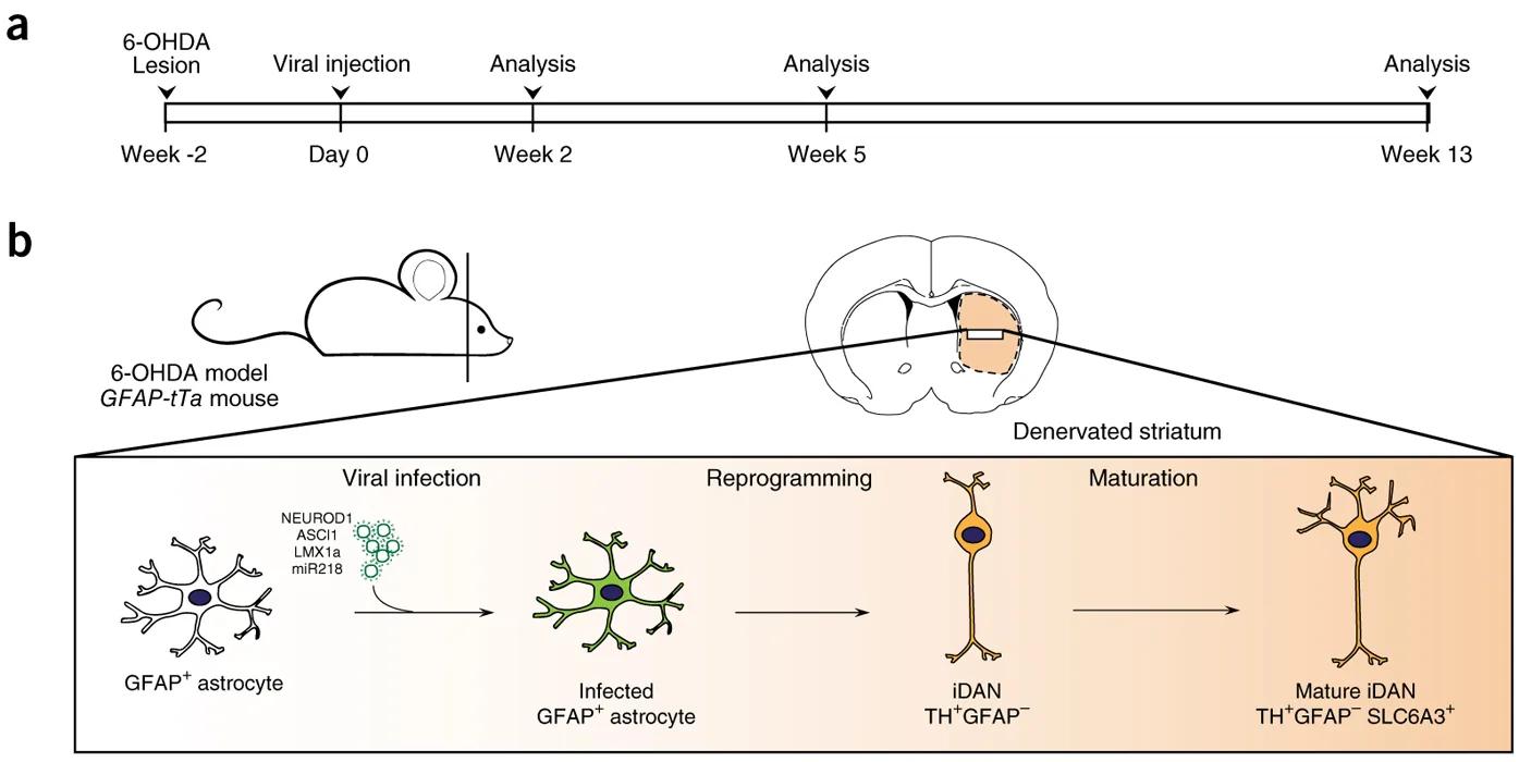 Перепрограммирование нейронов поможет бороться с болезнью Паркинсона