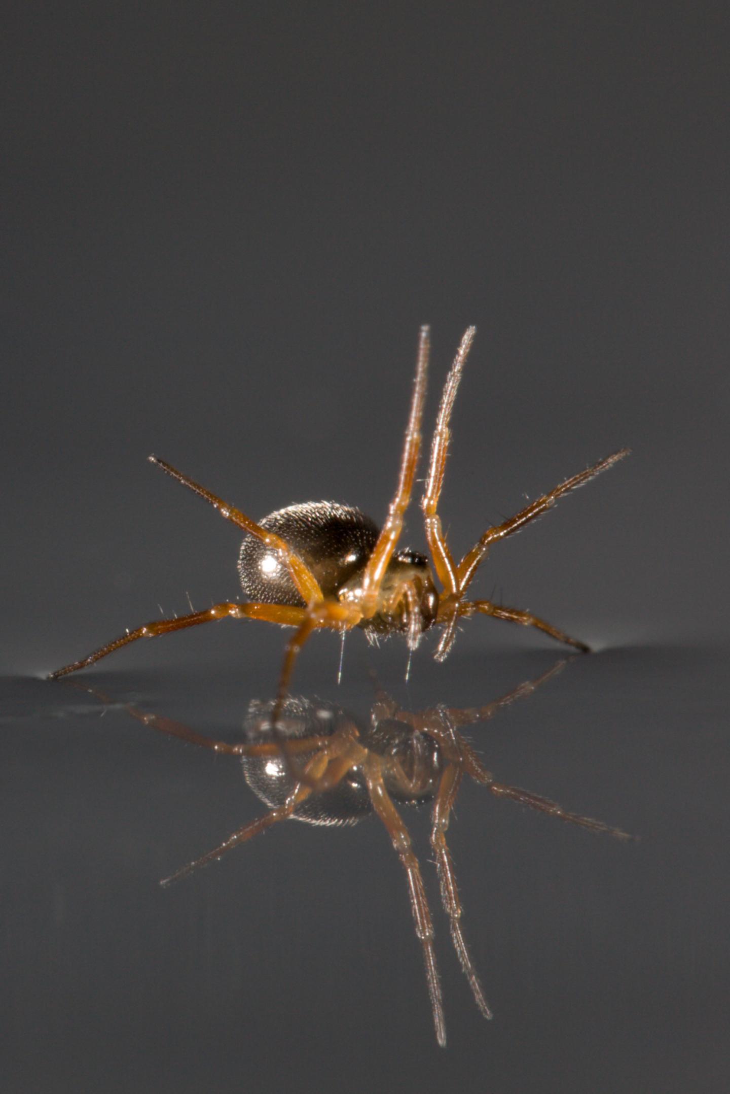 У сухопутных пауков нашли навыки «хождения под парусом»