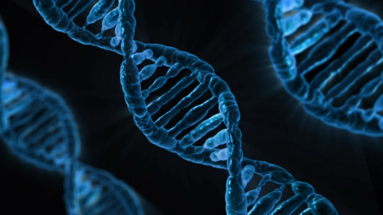 «Мусорная ДНК» оказалась важна в формировании мозга