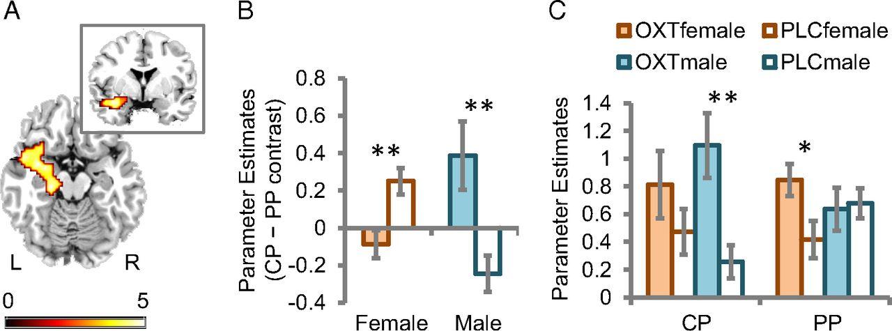 Ученые объяснили различное действие окситоцина на мужчин и женщин