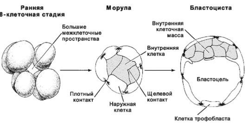 как появляется нервная система как появляется нервная система