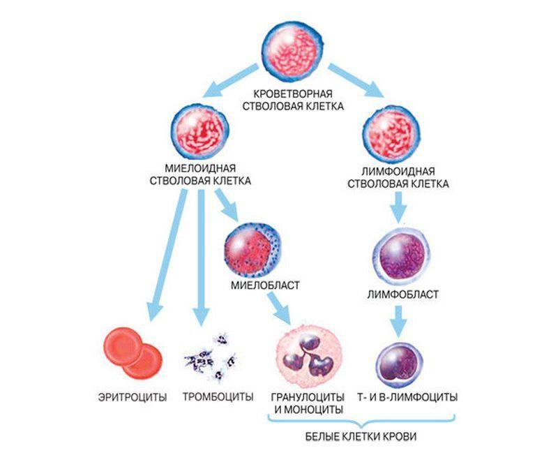 Имеет крови мозга и. Схема кроветворения стволовые клетки. Схема кроветворения стволовая клетка. Деление стволовой клетки схема. Стволовые клетки гемопоэз.