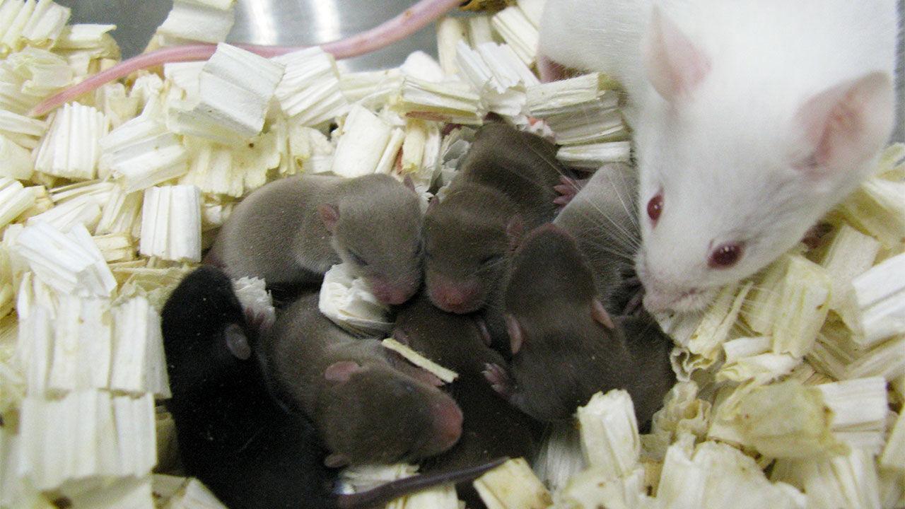 Побывавшая в космосе сперма позволила родить здоровых мышат